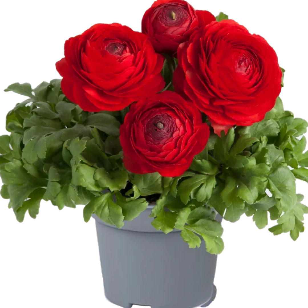 Şakayık Tohumu ( Kalıcı ve Katlı Çiçek )  - Kırmızı Renkli - 5 Tohum