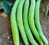 ACUR ( ÇOKLU TOHUM ) - 5 Gram - MegCiTo