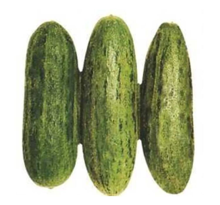 ACUR TÜYLÜ  ( ÇOKLU TOHUM ) - 5 Gram - MegCiTo