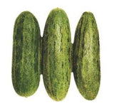 ACUR TÜYLÜ  ( ÇOKLU TOHUM ) - 5 Gram - MegCiTo