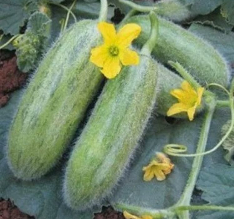 ACUR TÜYLÜ  ( ÇOKLU TOHUM ) - 5 Gram - MegCiTo