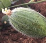 ACUR TÜYLÜ  ( ÇOKLU TOHUM ) - 5 Gram - MegCiTo