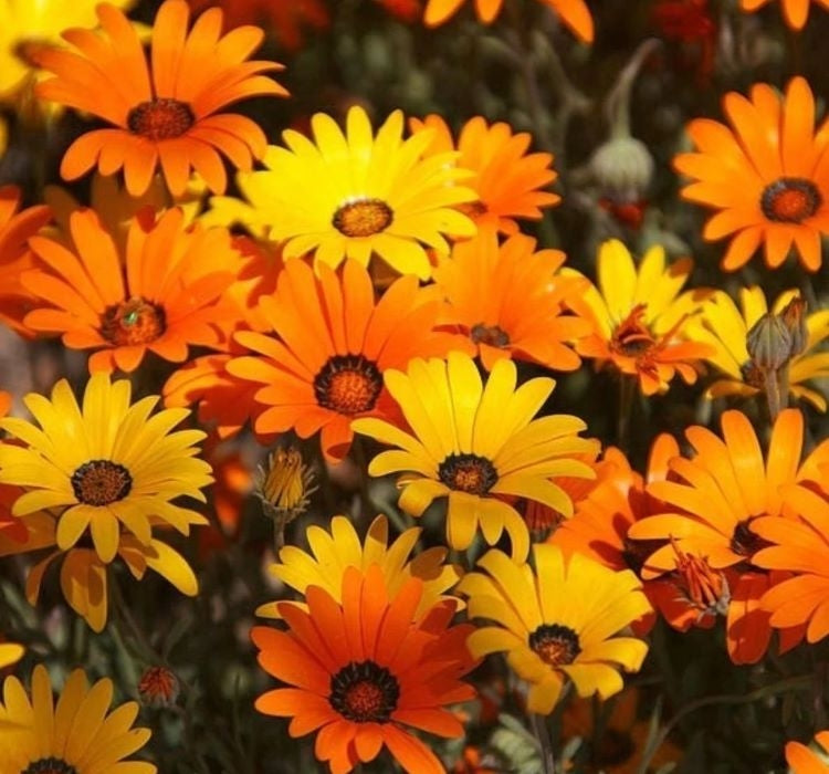 AFRİKA PAPATYASI ( ÇOKLU TOHUM ) - 250 Tohum - KARIŞIK Renk - MegCiTo