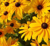 AFRİKA PAPATYASI ( ÇOKLU TOHUM ) - 250 Tohum - KARIŞIK Renk - MegCiTo