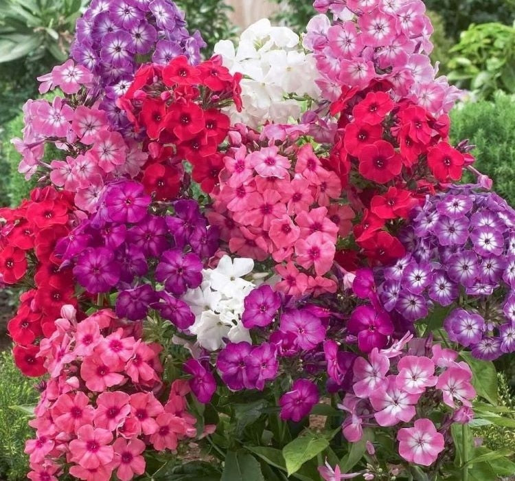 ALEV ÇİÇEĞİ ( ÇOKLU TOHUM ) - 200 Tohum - KARIŞIK Renk - MegCiTo