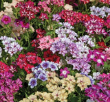 ALEV ÇİÇEĞİ ( ÇOKLU TOHUM ) - 200 Tohum - KARIŞIK Renk - MegCiTo