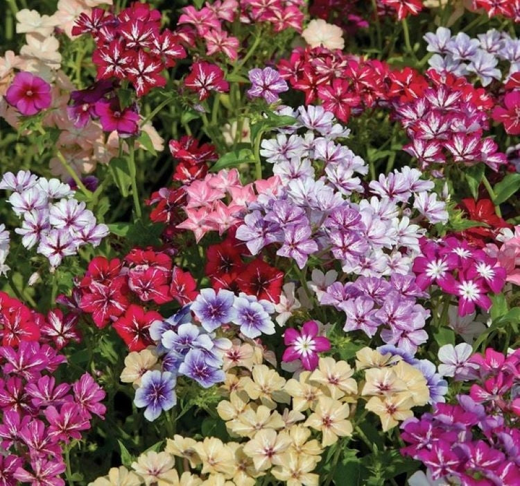 ALEV ÇİÇEĞİ ( ÇOKLU TOHUM ) - 200 Tohum - KARIŞIK Renk - MegCiTo