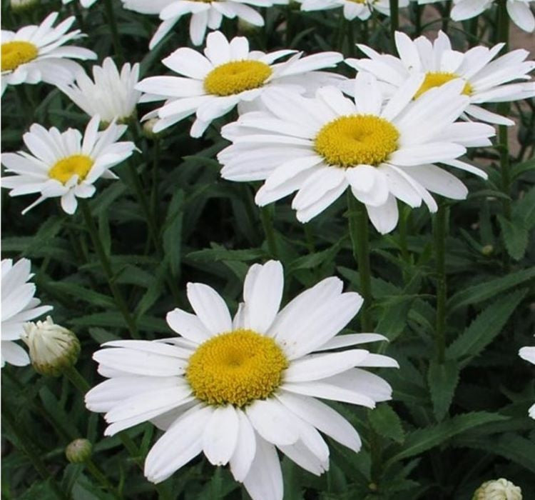 Papatya Tohumu ( Alman Kalıcı Bodur ) Beyaz Renkli - 5 Tohum - MegCiTo