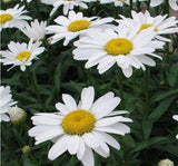 Papatya Tohumu ( Alman Kalıcı Bodur ) Beyaz Renkli - 5 Tohum - MegCiTo