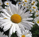 Papatya Tohumu ( Alman Kalıcı Bodur ) Beyaz Renkli - 5 Tohum - MegCiTo