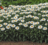 Papatya Tohumu ( Alman Kalıcı Bodur ) Beyaz Renkli - 5 Tohum - MegCiTo