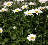 Papatya Tohumu ( Alman Kalıcı Bodur ) Beyaz Renkli - 5 Tohum - MegCiTo