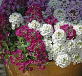 Alyssum Tohumu ( Kraliyet Halısı ) Karışık Renkli - 40 Tohum - MegCiTo