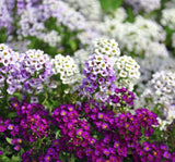 Alyssum Tohumu ( Kraliyet Halısı ) Karışık Renkli - 40 Tohum - MegCiTo