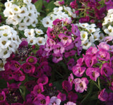 Alyssum Tohumu ( Kraliyet Halısı ) Karışık Renkli - 40 Tohum - MegCiTo
