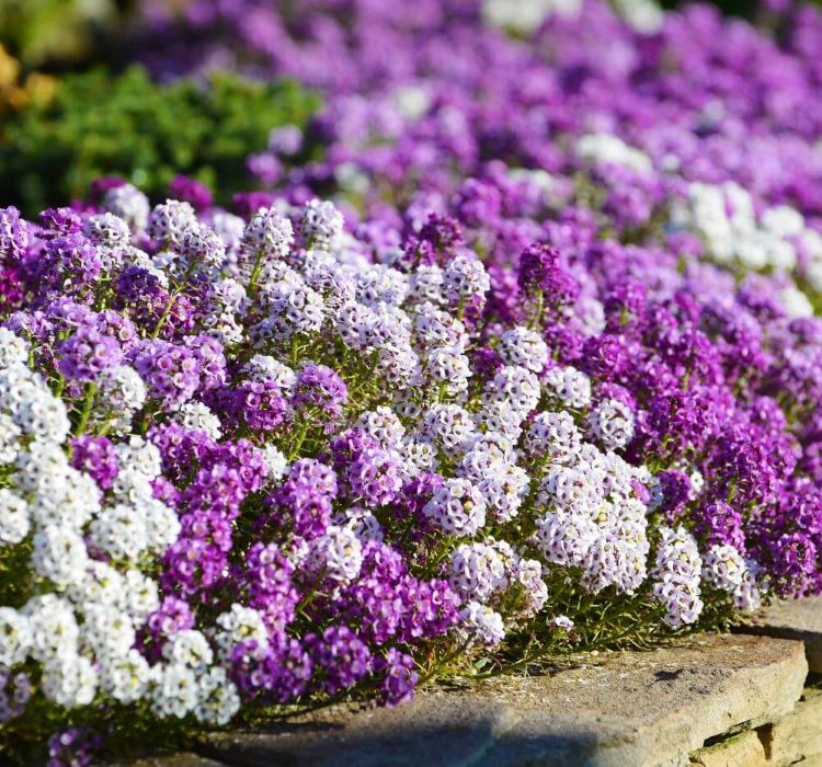 Alyssum Tohumu ( Kraliyet Halısı ) Karışık Renkli - 40 Tohum - MegCiTo
