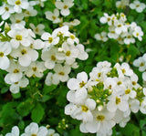 Arabis Tohumu ( Alp Kesimi ) Beyaz Renkli - 20 Tohum - MegCiTo