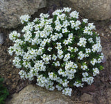 Arabis Tohumu ( Alp Kesimi ) Beyaz Renkli - 20 Tohum - MegCiTo