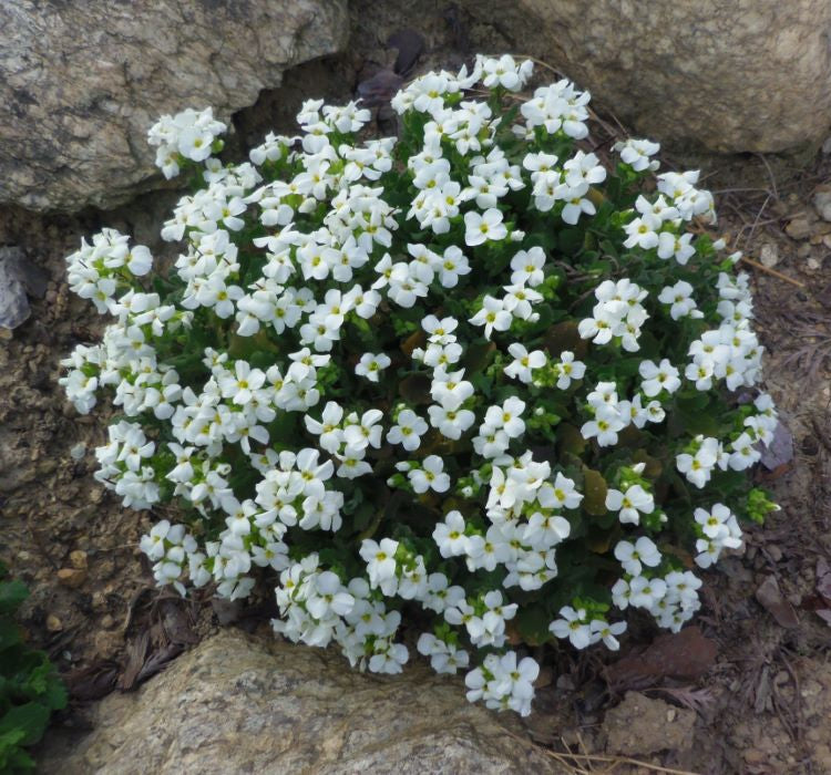 Arabis Tohumu ( Alp Kesimi ) Beyaz Renkli - 20 Tohum - MegCiTo