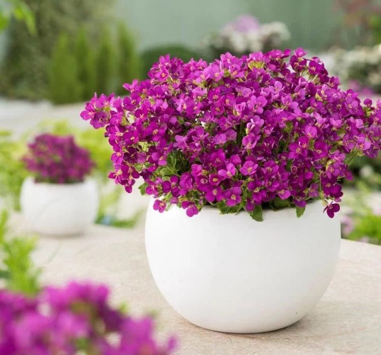 Arabis Tohumu ( Alp Kesimi ) Kırmızı Renkli - 20 Tohum - MegCiTo