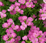 Arabis Tohumu ( Alp Kesimi ) Kırmızı Renkli - 20 Tohum - MegCiTo