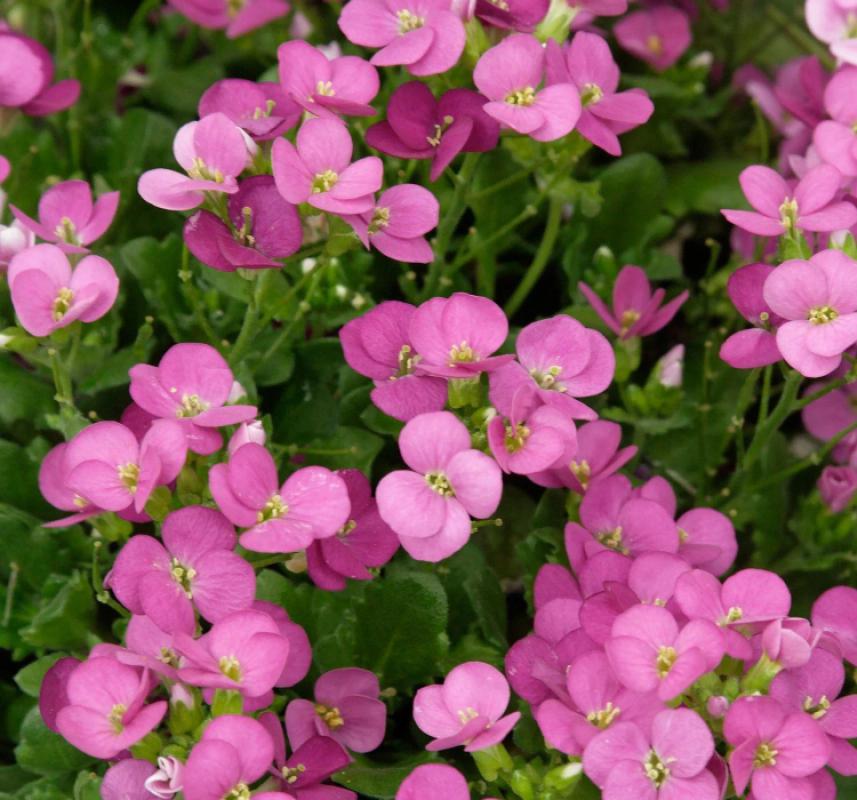 Arabis Tohumu ( Alp Kesimi ) Kırmızı Renkli - 20 Tohum - MegCiTo