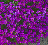 Arabis Tohumu ( Alp Kesimi ) Kırmızı Renkli - 20 Tohum - MegCiTo