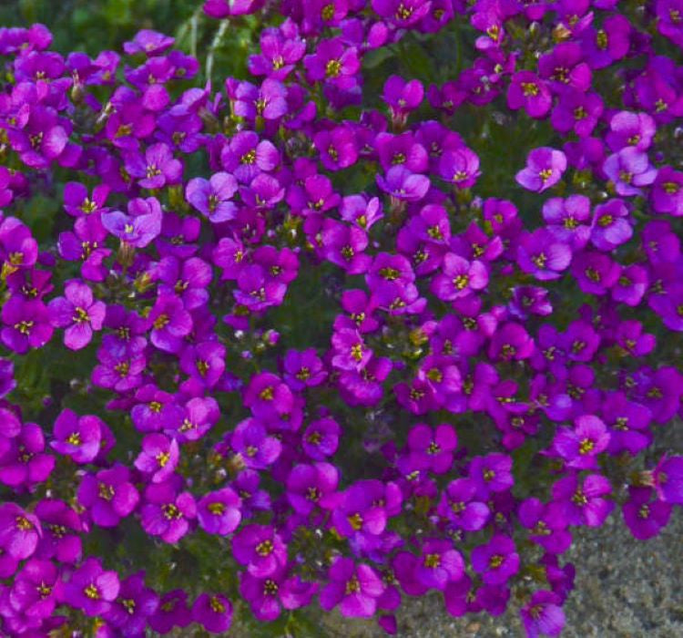 Arabis Tohumu ( Alp Kesimi ) Kırmızı Renkli - 20 Tohum - MegCiTo