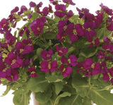 Arabis Tohumu ( Alp Kesimi ) Kırmızı Renkli - 20 Tohum - MegCiTo