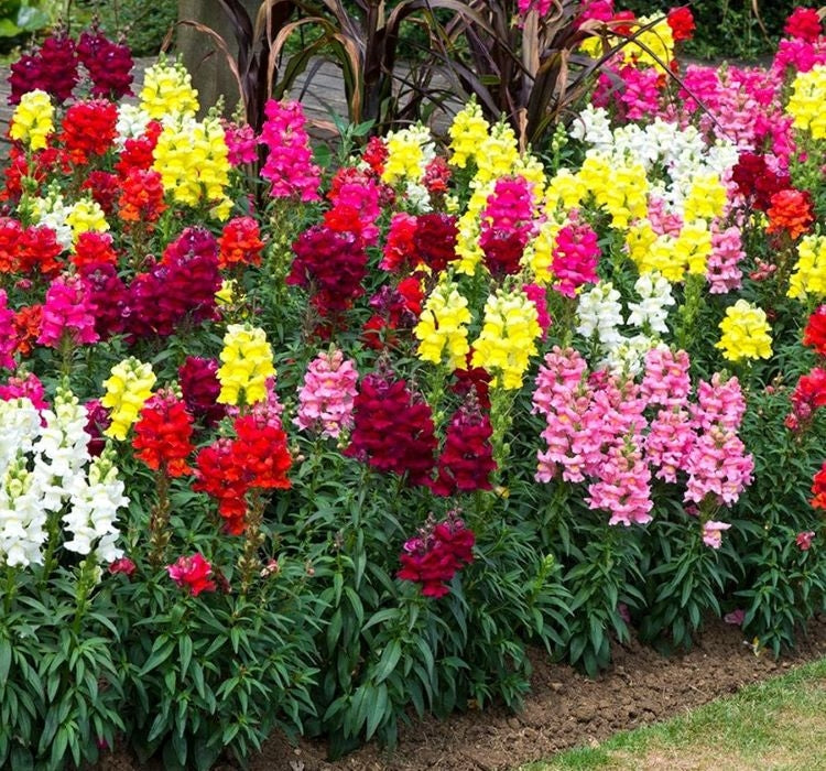 ASLANAGZI ( ÇOKLU TOHUM ) - 250 Tohum - KARIŞIK Renk - MegCiTo