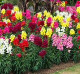 ASLANAGZI ( ÇOKLU TOHUM ) - 250 Tohum - KARIŞIK Renk - MegCiTo