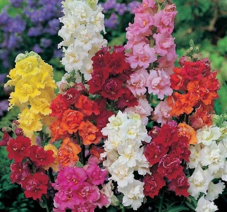 ASLANAGZI ( ÇOKLU TOHUM ) - 250 Tohum - KARIŞIK Renk - MegCiTo