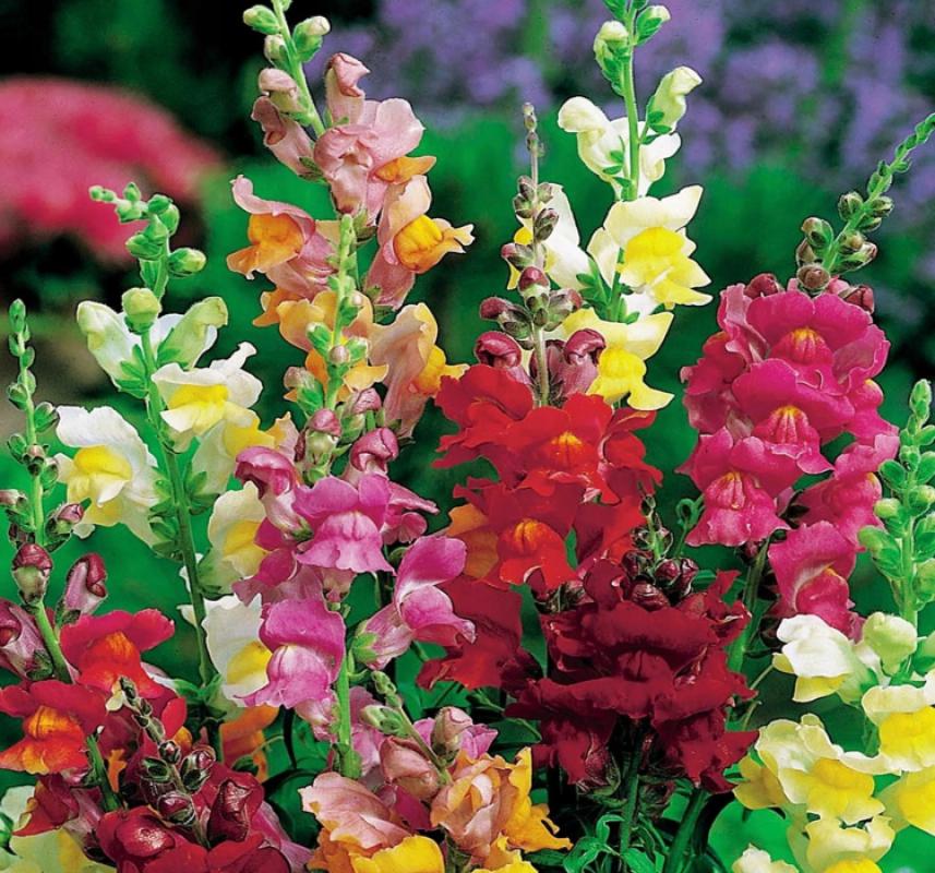 Aslanağzı Tohumu ( İri Çiçekli ) Karışık Renkli - 15 Tohum - MegCiTo