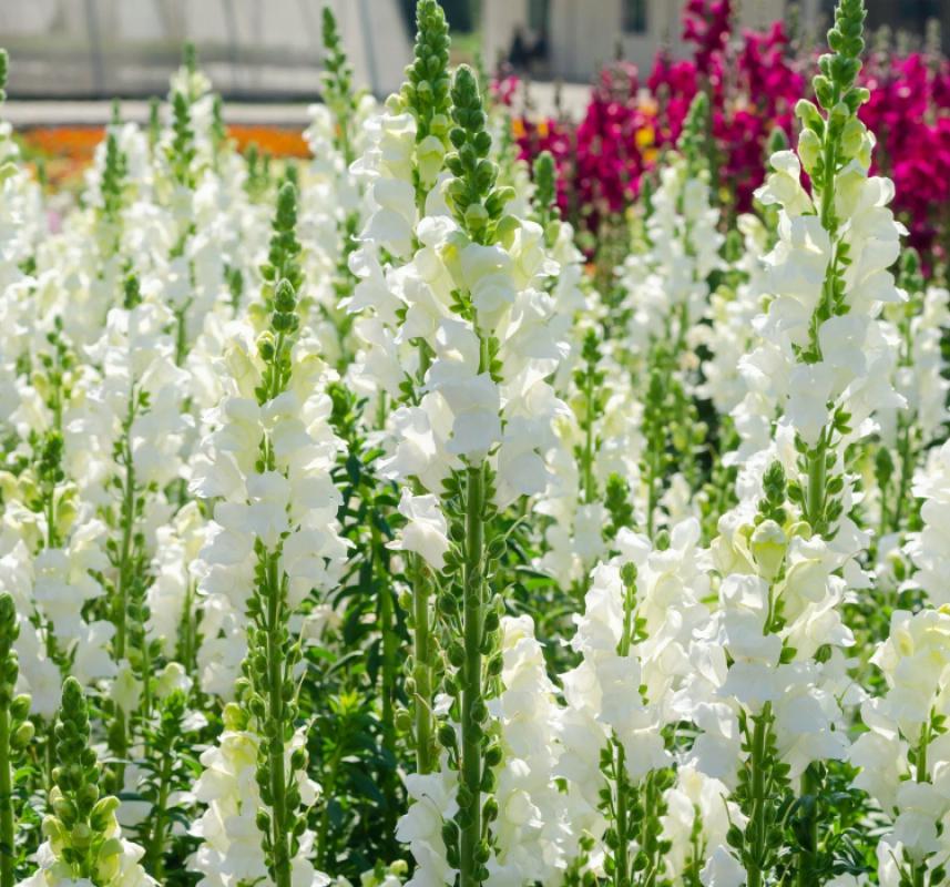 Aslanağzı Tohumu ( Kesimlik ) Beyaz Renkli - 20 Tohum - MegCiTo