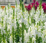 Aslanağzı Tohumu ( Kesimlik ) Beyaz Renkli - 20 Tohum - MegCiTo