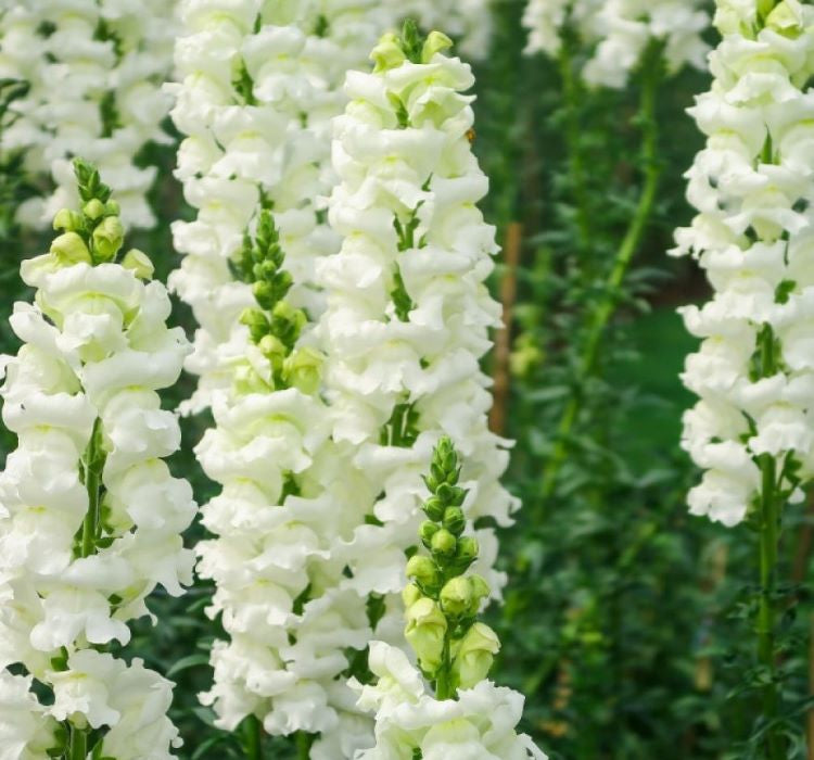 Aslanağzı Tohumu ( Kesimlik ) Beyaz Renkli - 20 Tohum - MegCiTo