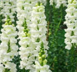 Aslanağzı Tohumu ( Kesimlik ) Beyaz Renkli - 20 Tohum - MegCiTo