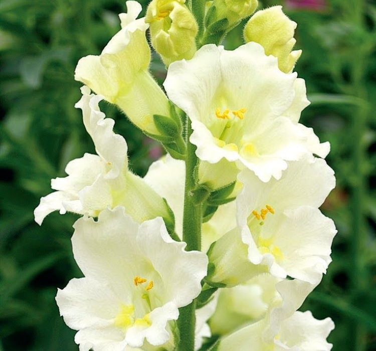 Aslanağzı Tohumu ( Kesimlik ) Beyaz Renkli - 20 Tohum - MegCiTo