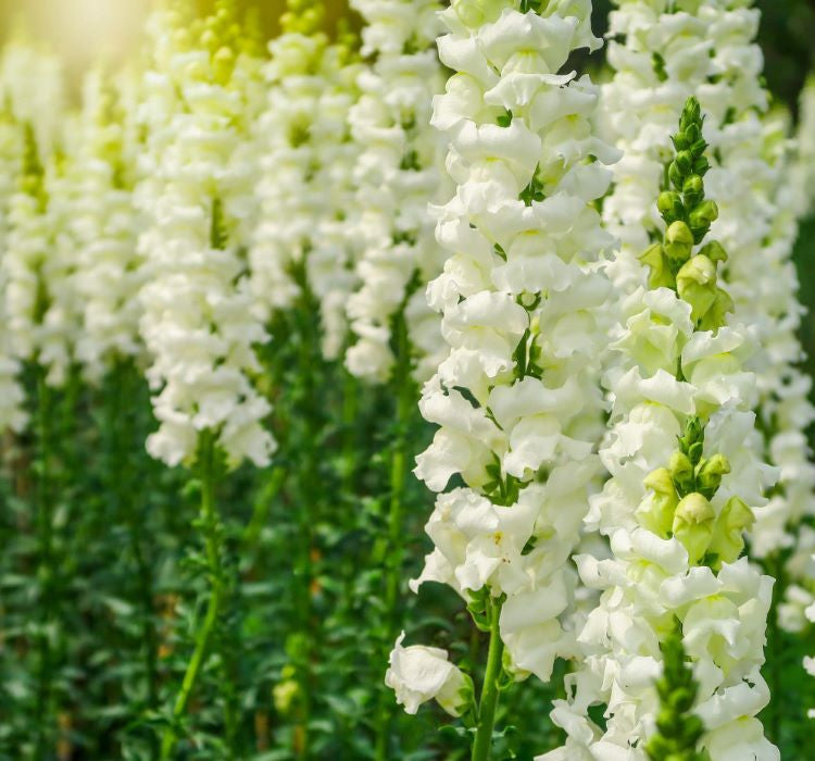 Aslanağzı Tohumu ( Kesimlik ) Beyaz Renkli - 20 Tohum - MegCiTo