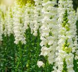 Aslanağzı Tohumu ( Kesimlik ) Beyaz Renkli - 20 Tohum - MegCiTo