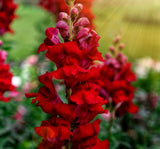 Aslanağzı Tohumu ( Kesimlik ) Kırmızı Renkli - 20 Tohum - MegCiTo