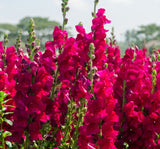 Aslanağzı Tohumu ( Kesimlik ) Kırmızı Renkli - 20 Tohum - MegCiTo