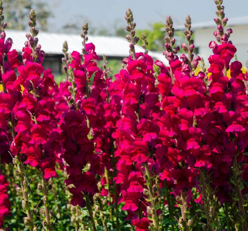 Aslanağzı Tohumu ( Kesimlik ) Kırmızı Renkli - 20 Tohum - MegCiTo