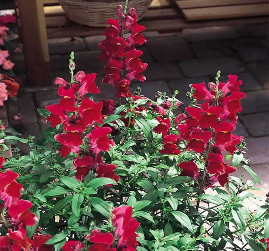 Aslanağzı Tohumu ( Kesimlik ) Kırmızı Renkli - 20 Tohum - MegCiTo