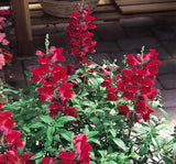 Aslanağzı Tohumu ( Kesimlik ) Kırmızı Renkli - 20 Tohum - MegCiTo