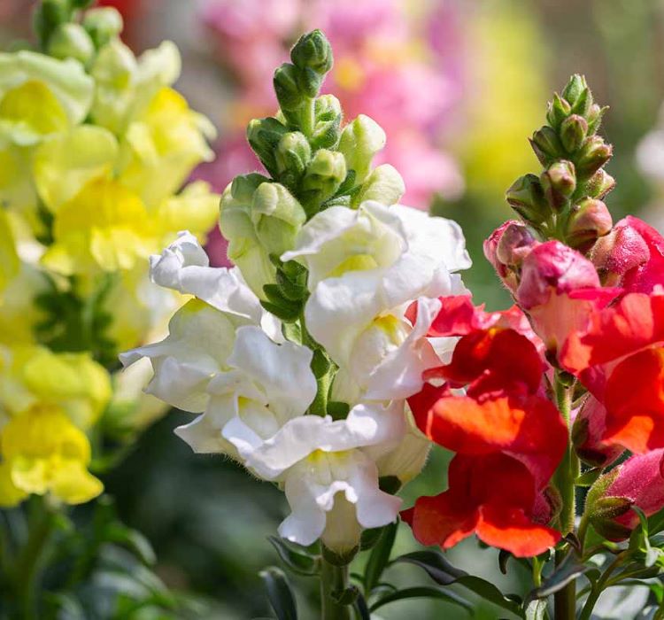 Aslanağzı Tohumu ( Yüksek Boylu ) Karışık Renkli - 8 Tohum - MegCiTo