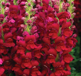 Aslanağzı Tohumu ( Yüksek Boylu ) Karışık Renkli - 8 Tohum - MegCiTo