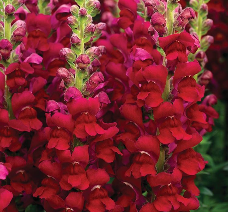 Aslanağzı Tohumu ( Yüksek Boylu ) Karışık Renkli - 8 Tohum - MegCiTo