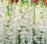 Aslanağzı Tohumu ( Yüksek Boylu ) Karışık Renkli - 8 Tohum - MegCiTo