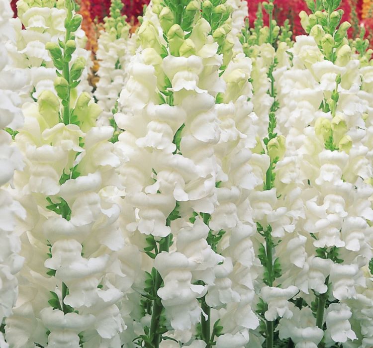 Aslanağzı Tohumu ( Yüksek Boylu ) Karışık Renkli - 8 Tohum - MegCiTo